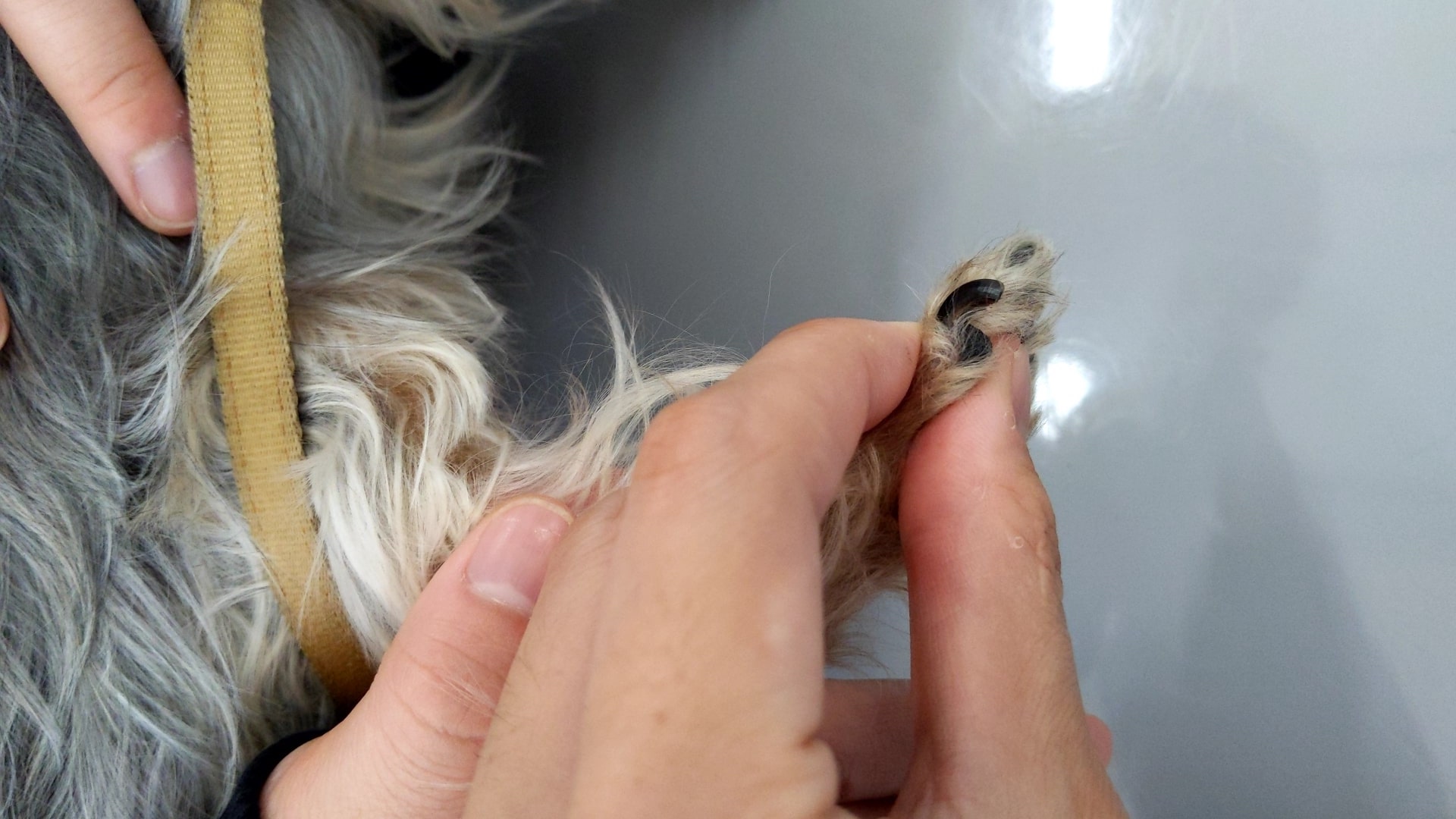 犬 爪 の 付け根 腫れ
