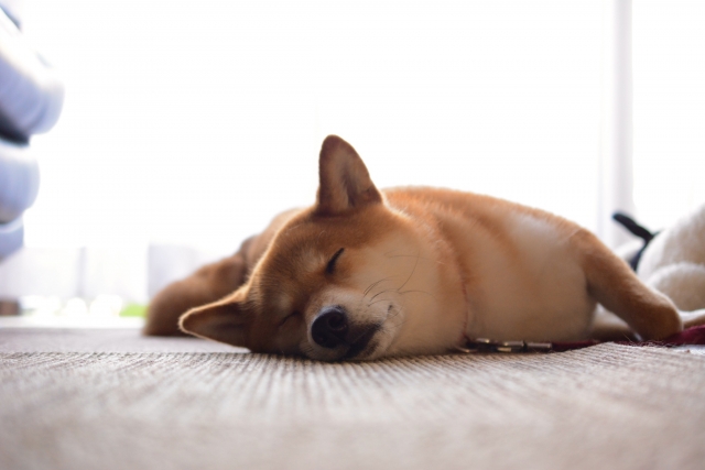 獣医師監修 犬猫のてんかん発作が起きた時には家族はどう対応すべきか 緊急対応 たかつきユア動物病院 高槻市栄町 犬 猫専門 ワクチン 健康診断も対応