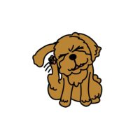 【臨床獣医師監修】犬のマラセチア性外耳炎を分かりやすく解説！見分け方と管理法